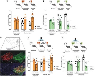 Photostimulation of Ventral Tegmental Area-Insular Cortex Dopaminergic Inputs Enhances the Salience to Consolidate Aversive Taste Recognition Memory via D1-Like Receptors